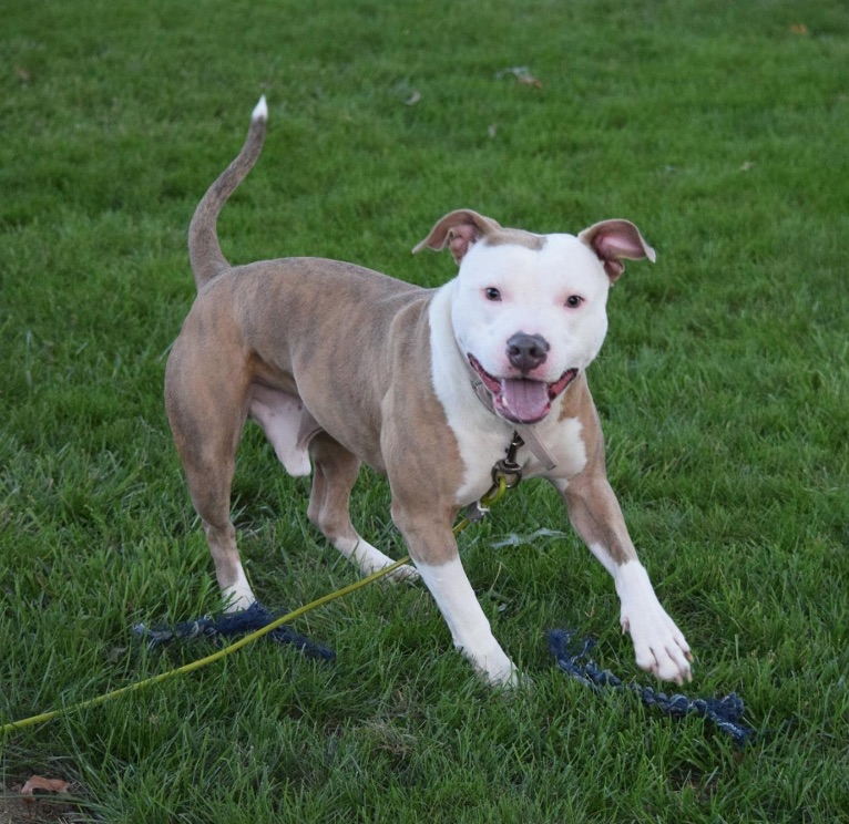 Happy Pit Bull Terrier on the grass