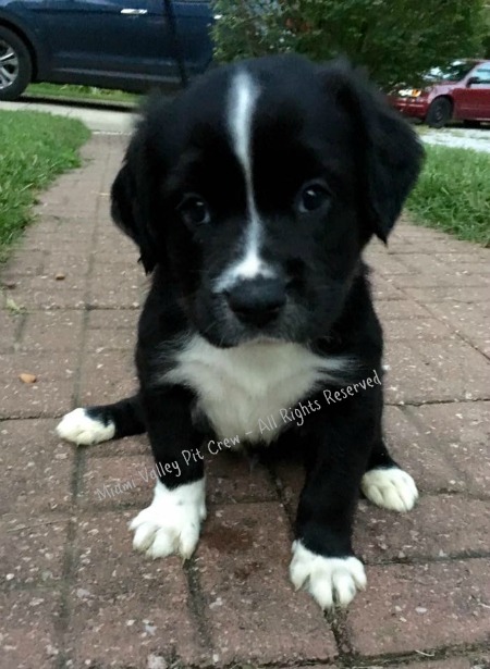 adorable black and white pit bull mix