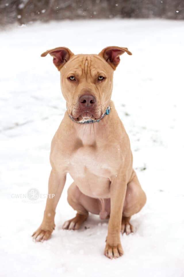 cute pit bull with glasses licking his nose