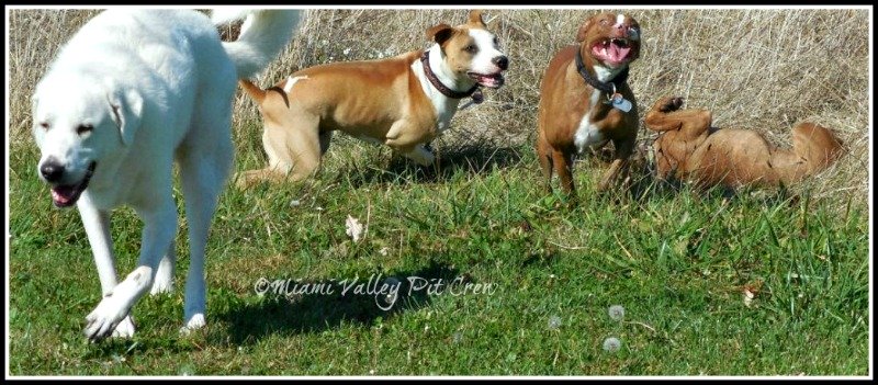 pit bull dogs from Miami Valley Pit Crew