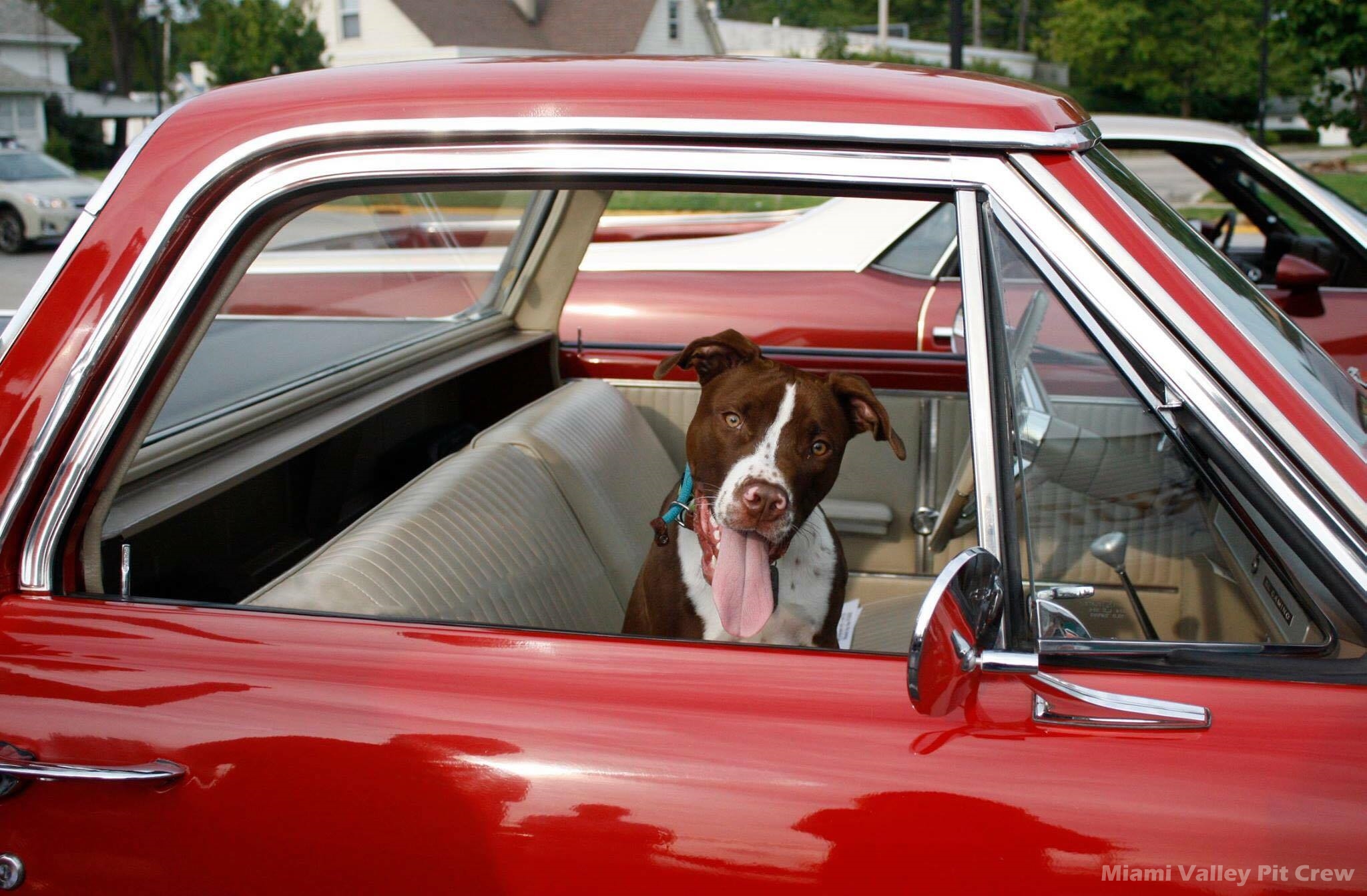 pit bull dog sitting obediently in front of the county courthouse